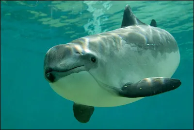 Combien de temps vit le marsouin commun ?