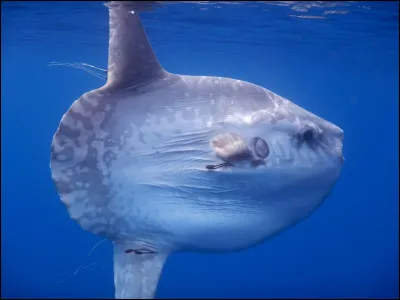 Combien la femelle poisson-lune peut-elle faire d'�ufs ?