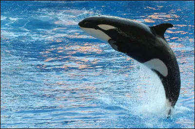 Combien de temps vit l'orque ?