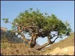 Ptra fut une riche cit caravanire recevant soie, pices et encens d'Inde, d'Arabie, etc. Provenant d'un arbre, le 'Boswellia sacra', l'encens est produit  partir de :
