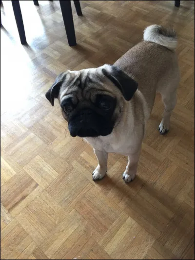 Question bonus : connais-tu cette race de chien ?