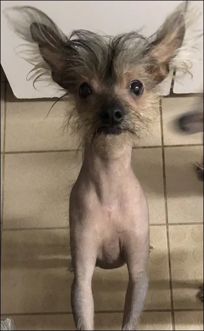 Quelle est cette race de chien ?