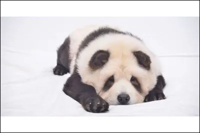 Quelle est cette race de chien ?