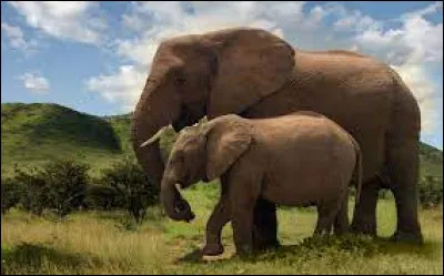 Que mange l'éléphant d'Afrique ?