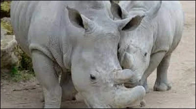 Pourquoi les hommes tuent-ils les rhinocéros blancs qui ont presque tous presque tous disparu ?