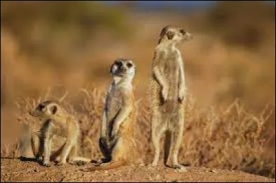 Dans quel Disney retrouve-t-on un suricate ?
