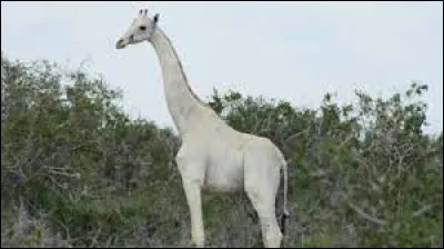 Combien reste-t-il de girafes blanches dans le monde ?