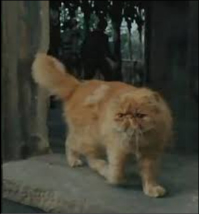 Comment s'appelle le chat d'Hermione ?