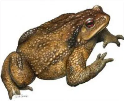 Comment s'appelle le crapaud de Neville ?