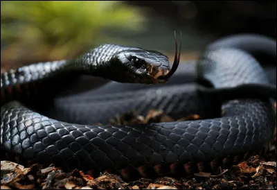 Pourquoi est-il connu ?