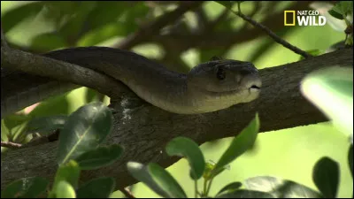 Quelle vitesse peut atteindre le mamba noir ?