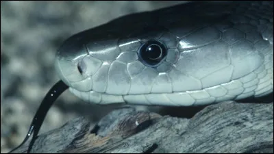 Une personne mordue par le mamba noir peut perdre la capacité de parler en combien de temps ?