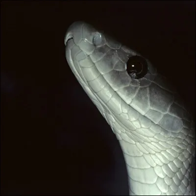 Les mambas noirs adultes ont des prédateurs. Lequel n'en fait pas partie ?