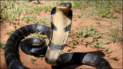 Pour commencer, quel est le vrai nom du cobra royal ?