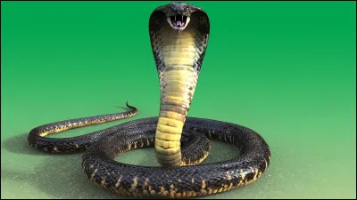 Combien peut peser le cobra royal ?