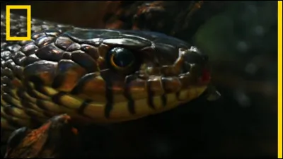 Si le cobra royal nous mord, de quoi mourons-nous ?