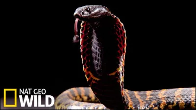 Quel est le régime alimentaire du cobra royal ?