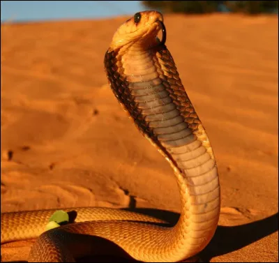 Sur quel continent vit le cobra royal ?