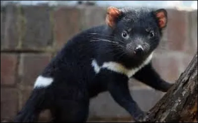 Comment s'appelle ce marsupiaux carnivore ne vivant qu'au sud de l'Australie ?