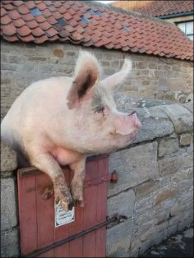 Lequel des mots suivants est synonyme de l'expression "un tour de cochon" ?