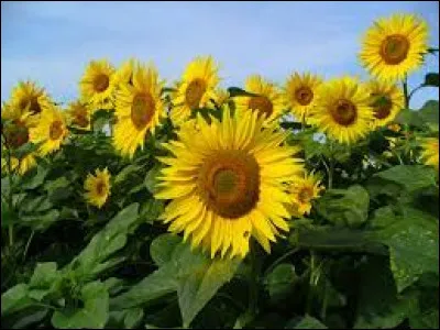 En 1970, quelle chanteuse à lunettes interprétait "Le Tournesol" et disait : "Le tournesol n'a pas besoin d'une boussole, ni d'arc en ciel, pour se tourner vers le soleil" ?