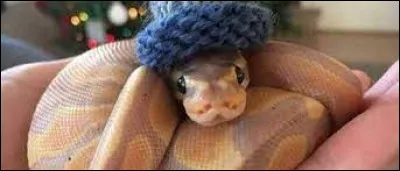 Dans quel pays ne peut-on pas croiser de serpents ?