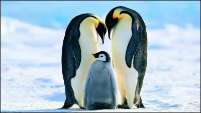 Quel pays a nommé un manchot général de brigade ?