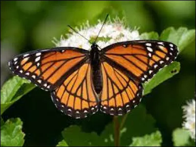 Il ne faut jamais toucher aux ailes d'un papillon.