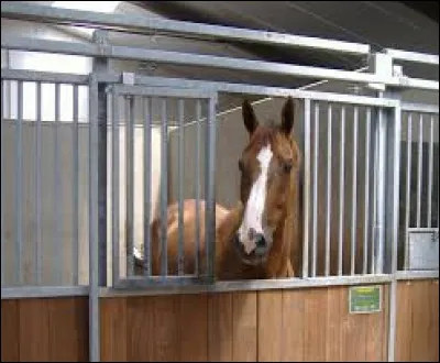 Le cheval peut y dormir et y passer une partie de sa journée, c'est le :