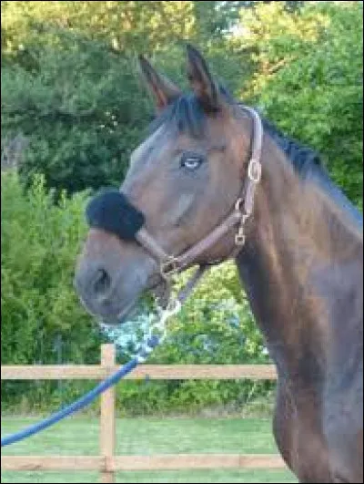 Quand parle-t-on d'un cheval vairon ?
