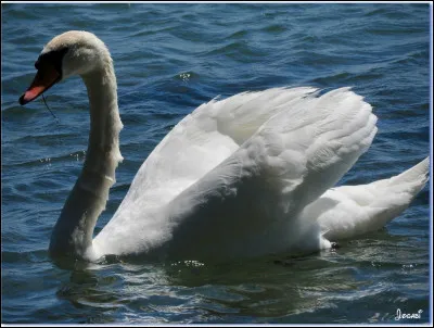 Comment appelle-t-on le bébé cygne ?