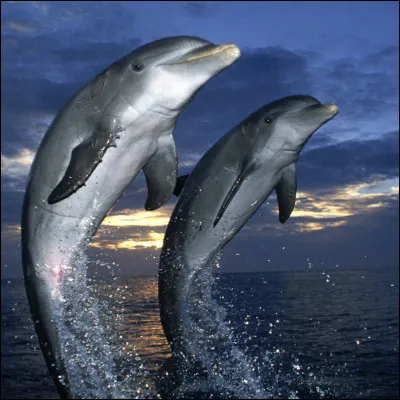 Combien le dauphin a-t-il de dents ?