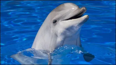 Combien y a-t-il de sortes de dauphins au monde ?