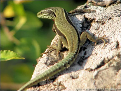Quel est cet animal ?