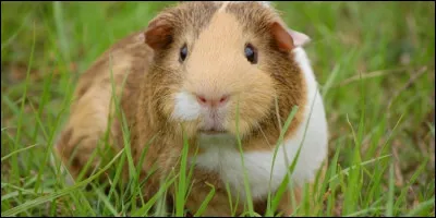 Quel est cet animal ?