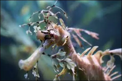 Quel est cet hippocampe ?