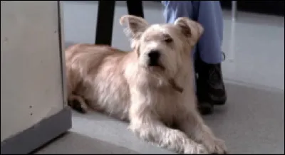 Comment s'appelle le chien de Meredith, qu'elle a par la suite donné à Derek ?