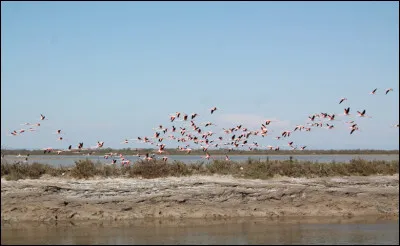 Nous sommes maintenant au sud de la France comment se nomme ce lieu rempli de flamants roses ?