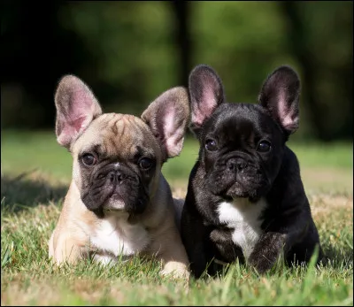 Attention ! Ne surtout pas leur donner...