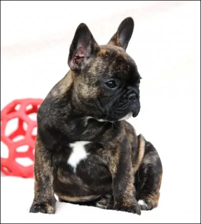 Ont-ils du mal à courir ?