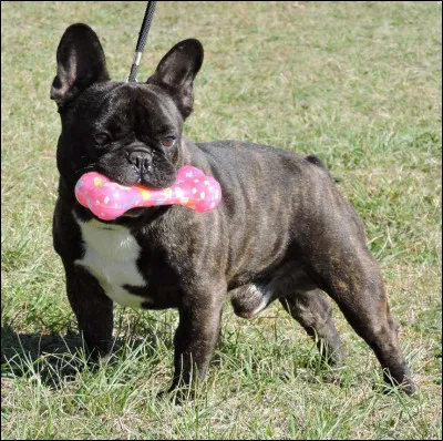 Peuvent-ils avoir une longue queue ?