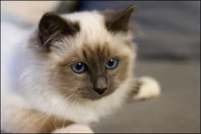 De quelle race est ce chat ?