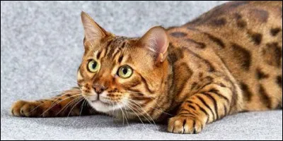 De quelle race est ce chat ?