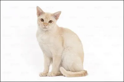 De quelle race est ce chat ?