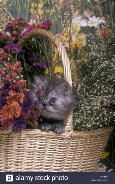 Pour quelle raison veux-tu adopter un chat ?