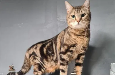 Quel est le prénom que porterait ce chat ?