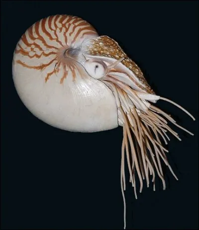 Et celui-ci, qui est-il ?