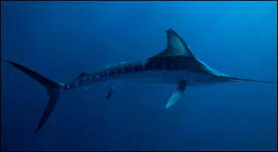 Comment se nomme celui-ci ?