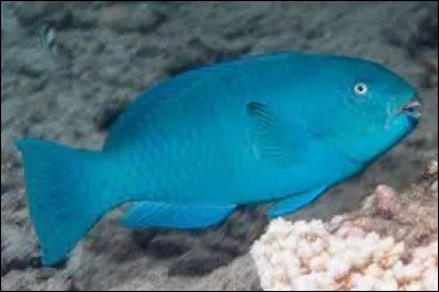 Sur cette photo nous observons un :