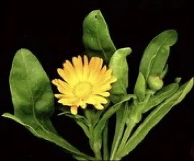 À quoi sert le souci ?